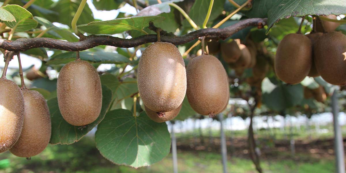 Kiwifruit